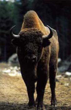 bisons_de_st_eulalie