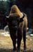 bisons_de_st_eulalie